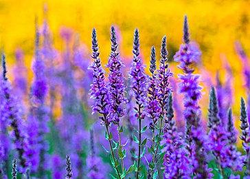 又是临时工？《战神4》Steam语言移除简中添加繁中