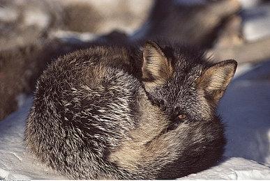 权游IP免费游戏新作《权力的游戏：国王之路》现已推出