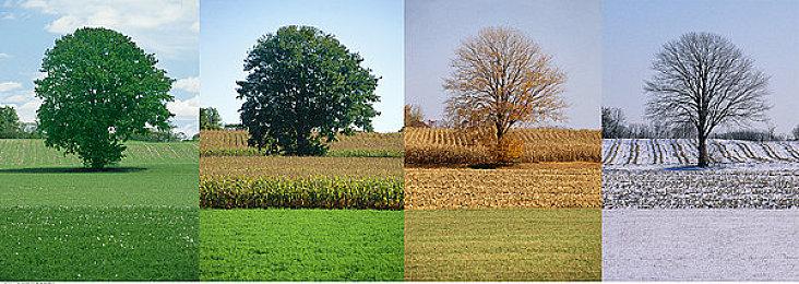 大宇《阿猫阿狗》Steam版发售 国区售价17元